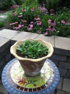 Sprouting nicely...